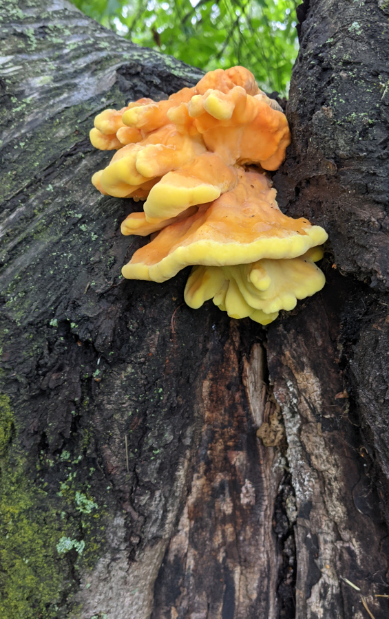 Yellow Tree Mushroom
